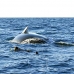 whale_humpback_v_00219_dom2262.jpg